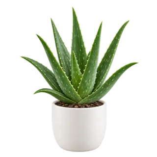 Aloe Vera, representative illustration