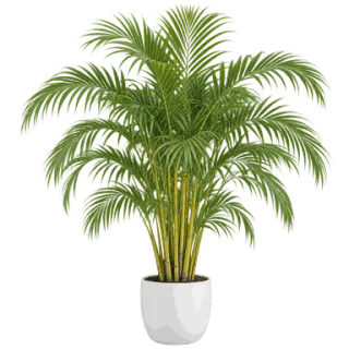 Areca Palm, representative illustration