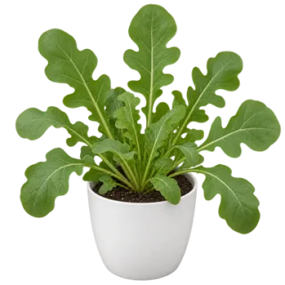 Arugula, representative illustration