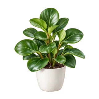 Peperomia obtusifolia, Beispielillustration