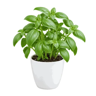Sweet Basil, representative illustration