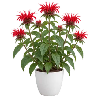Bee Balm, representative illustration