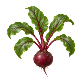 Rote Bete, Beispielillustration