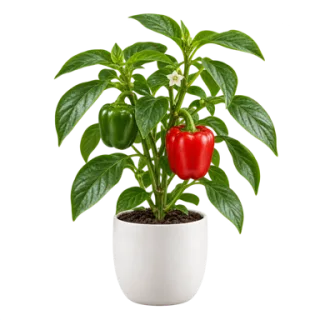 Bell Pepper, representative illustration