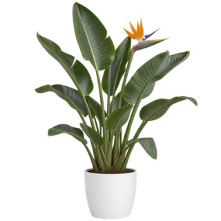Bird of Paradise, representative illustration