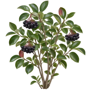 Black chokeberry, representative illustration