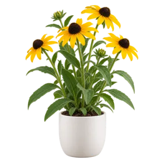 Black-eyed Susan, representative illustration