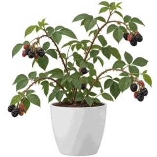 Blackberry, representative illustration