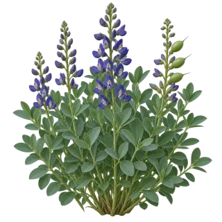 Blue false indigo, representative illustration