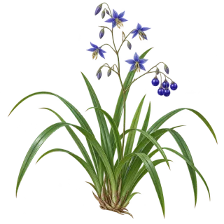 Blaue Flachslilie, Beispielillustration