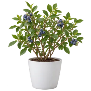 Blueberry, representative illustration