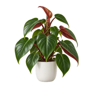 Philodendron erubescens, Beispielillustration