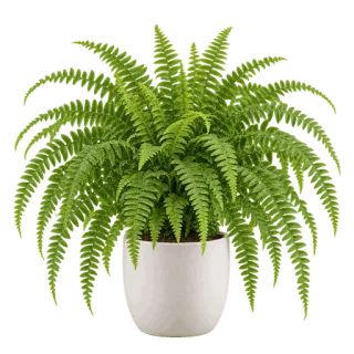 Boston Fern, representative illustration
