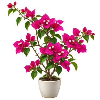 Bougainvillea, Beispielillustration