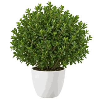 Box (Boxwood), representative illustration