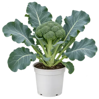 Broccoli, representative illustration