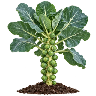 Brussels Sprouts, representative illustration