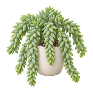 Burro's Tail, Beispielillustration