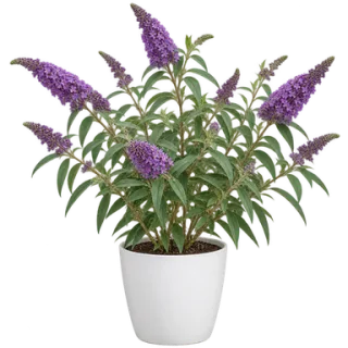 Butterfly Bush, representative illustration
