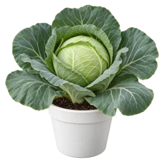 Cabbage, representative illustration