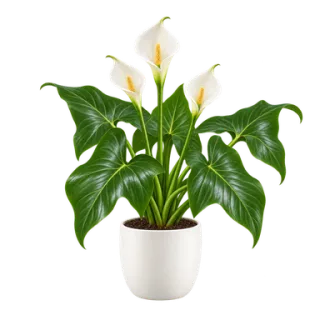 Zimmercalla, Beispielillustration