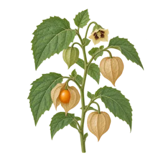 Kapstachelbeere, Beispielillustration