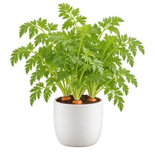 Carrot, representative illustration
