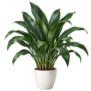 Schusterpalme, Beispielillustration