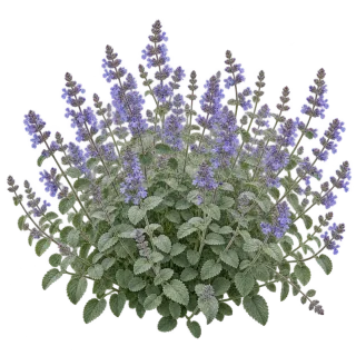 Garden catmint, representative illustration