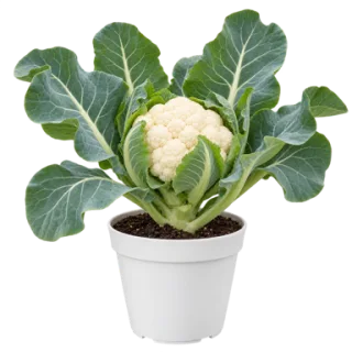 Cauliflower, representative illustration
