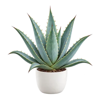 Amerikanische Agave, Beispielillustration