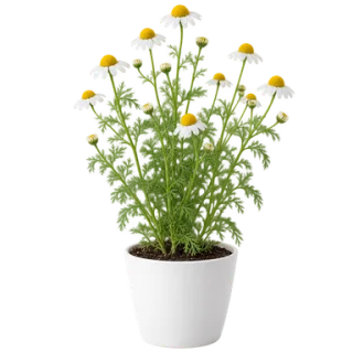 German Chamomile, representative illustration