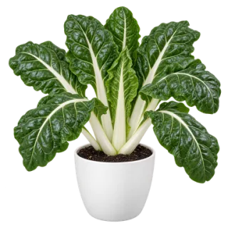 Chard, representative illustration