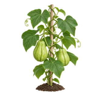 Chayote, Beispielillustration