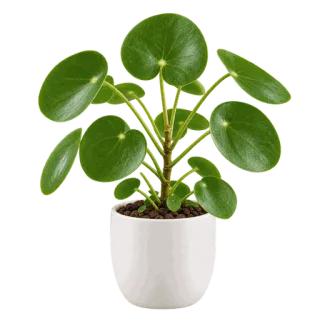 Chinese Money Plant, representative illustration