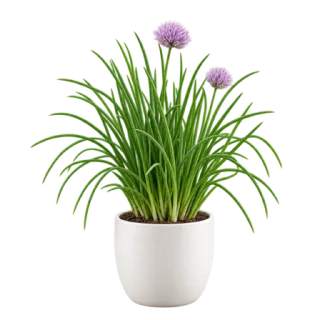 Chives, representative illustration