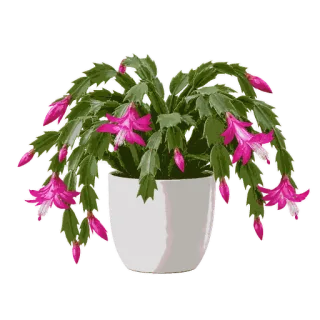 Holiday Cactus, representative illustration