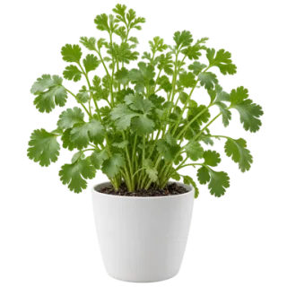 Cilantro, representative illustration