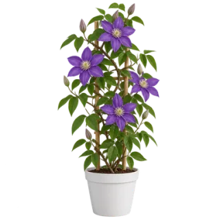 Clematis, representative illustration