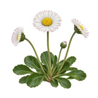 Gänseblümchen, Beispielillustration