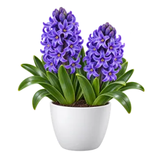 Gartenhyazinthe, Beispielillustration