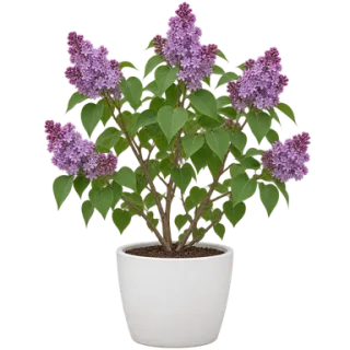 Common Lilac, representative illustration