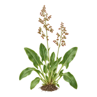 Wiesen-Sauerampfer, Beispielillustration