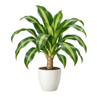 Dracaena fragrans, Beispielillustration