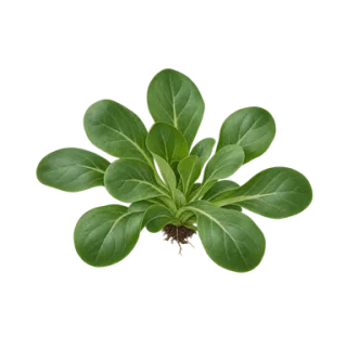 Feldsalat, Beispielillustration