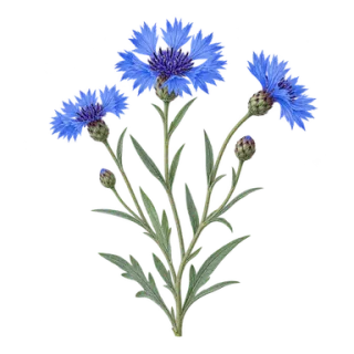 Kornblume, Beispielillustration