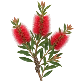 Crimson bottlebrush, representative illustration