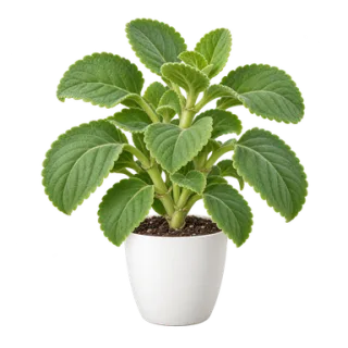 Kubanischer Oregano, Beispielillustration