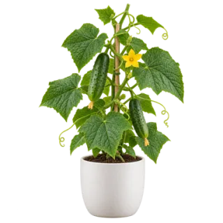 Cucumber, representative illustration