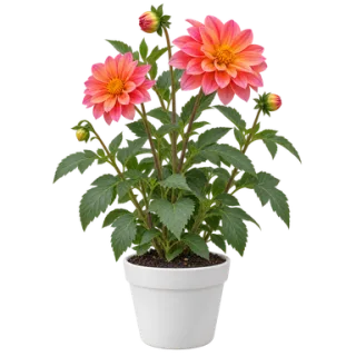 Dahlia, representative illustration